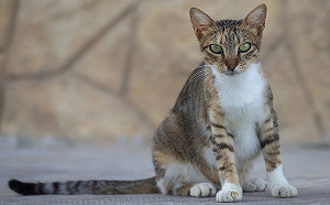 從貓咪坐姿看個性？尾巴收不收有玄機！