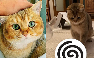 (影)貓奴簡單一招立刻召喚喵皇主動出現　網驚：怎麼可能！