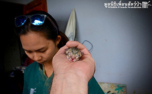 (影)泰國民眾在家門前撿到剛出生小貓　沒想到竟是珍稀小漁貓！