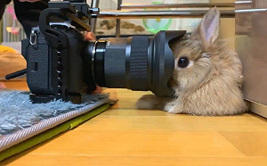 (影)鏡頭步步進逼兔兔全程定格　接吻前10秒超萌畫面獨家直擊！