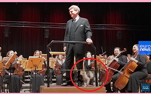 (影)貓咪闖入音樂會 玩樂手裙子跳上指揮台:人家想坐搖滾區!