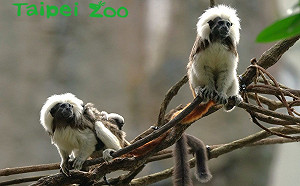 北市動物園又傳動物脫逃!「棉頭絹猴」落跑1小時被捉回