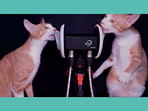 (影)喵星人ASMR！左右夾攻舔拭收音超清晰　太療癒網暴動：耳朵好癢