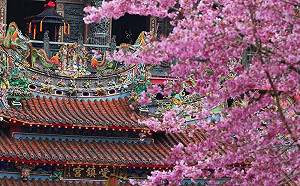 阿里山花季3/10日開跑！每日限制1.6萬人入園