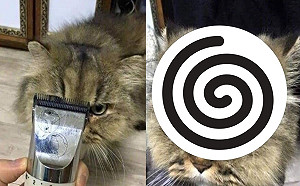 貓皇被失手剃出「高速公路」臉超臭　網笑瘋：奴才死定了！