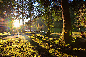 遠離室內！全台精選5個大口「森」呼吸的森林浴最佳地點
