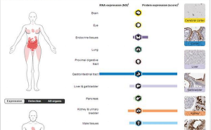 武漢肺炎》不只傷肺還會絕後？ 陸醫研究新冠病毒會攻擊腎臟和睪丸