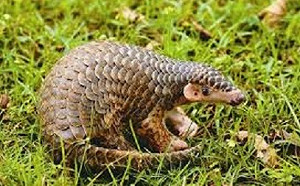 香港學者管軼  穿山甲中發現武漢肺炎相關病毒