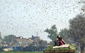 非洲蝗蟲未來往哪走？專家曝三大熱區