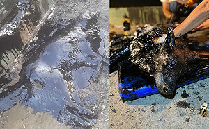 地上瀝青在喘息？小鎮居民總動員急搶救　竟是隻可愛狗狗！