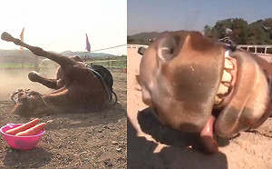 馬兒一看到人就裝死耍廢　完美詮釋：偶就是不想上班！