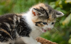 (影)貓咪撒嬌的最高境界　無聲的喵喵叫！