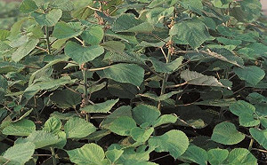 嚼苧麻葉治口腔癌？抗癌中草藥物無法土法煉鋼