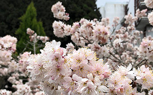 上阿里山賞櫻注意！25日防災演練部分路段封閉