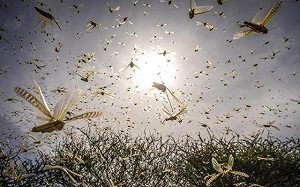 4000億蝗蟲到印度7天內飛灰煙滅 網驚 : 怎麼辦到的?