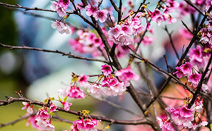 內湖樂活公園櫻花盛開 今晚來賞夜櫻看露天電影