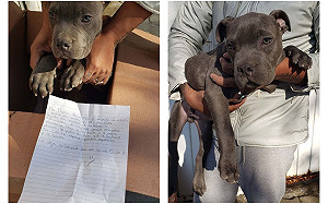 12歲男童棄養小狗！留紙條吐「心碎真相」全場高喊有洋蔥