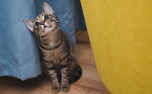 想謀財害命嗎！為什麼貓咪老是愛在貓奴走路時跑來當路障？