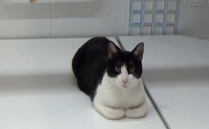 (影)賓士貓愛泡澡　主動衝進浴缸等熱水陪主人一起洗香香！