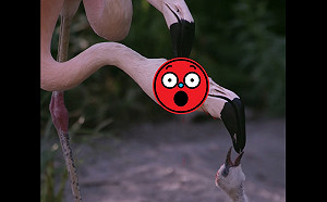 (影)紅鶴被敲破腦殼好血腥？不！那是對孩子的愛啦