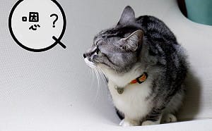 喵星人小學堂／為什麼貓咪有時會發出「嗯？」的聲音？