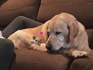 (影)主人在農場發現超萌小奶貓　家中老狗秒愛上：本汪收編啦！