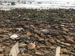 洋流強海浪大！全台一日內驚見9隻死亡海龜