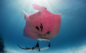 深海攝影奇遇罕見「粉紅大蝙蝠」　竟是全世界唯一一隻！