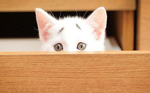 白貓自備憂鬱八字眉　主人笑：「無法拒絕那張臉！」