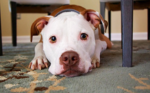 (影)汪星人行為學／當狗狗出現這三個舉動　代表牠在擔心你！