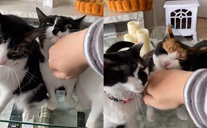 (影)日本推主新創「波浪擼貓法」　群貓爭相嗲吼簇擁網羨煞！
