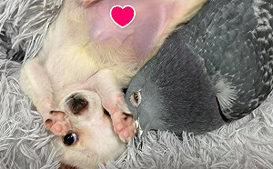 (影)不能走的小狗和不能飛的鴿子成為好朋友　互動超療癒！