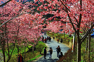 杉林溪椿寒櫻大爆發！搭大眾交通工具入園賞櫻享優惠