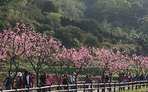 228連假北海岸春遊　三芝賞櫻富基吃海鮮