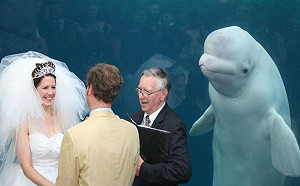 小白鯨亂入婚禮太可愛　竟引出P圖大神變「搞笑梗圖」