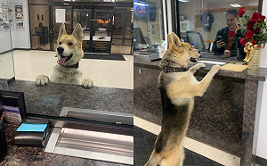 狗狗自主溜進警局　趴在櫃檯大叫報案：警察叔叔我迷路了！