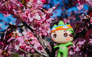 賞櫻不用冒險出國  春暖花開遊參山健身又防疫