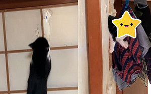 貓咪總愛弄破紙門　原來不只是樂趣還是「不小心」的啊！(影)