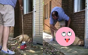 (影)飼主掃落葉警衛犬耍廢不動如山　只好「手動抬狗」笑翻網友