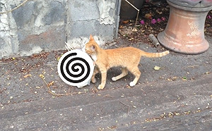 (影)路邊巧遇橘貓現行犯　口叼滿滿戰利品網笑：大豐收！