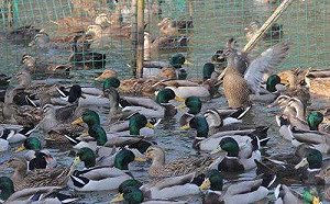 「衝鴨」！ 10萬隻「寧波鴨」大軍 出征巴基斯坦戰蝗蟲