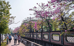 春遊賞花抗疫！嘉市高鐵大道洋紅風鈴木228連假盛開