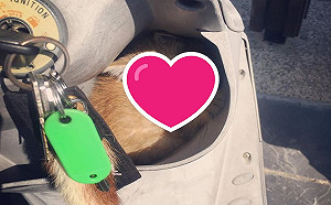 小貓硬擠置物箱還跟上班　摩托車主：強制收編太逼人啦！