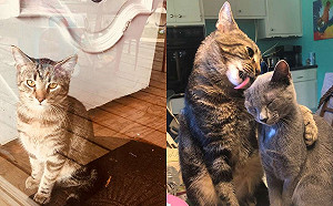 虎斑貓生性孤僻　遇上摯愛美喵竟轉性每天曬恩愛閃瞎眾人！