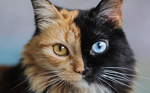 (影)罕見雙面貓　彷彿兩喵合體超萌狂圈粉！