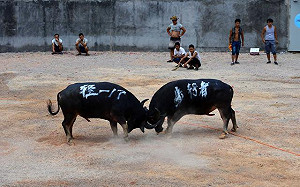 疫情當頭不長眼！貴州村莊爆200多人圍觀鬥牛 書記、鎮長雙雙免職