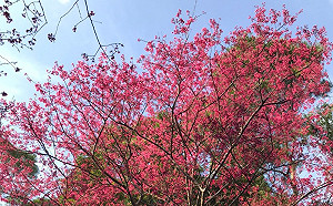 搭輕軌賞櫻花！淡海輕軌行動支付免費搭乘延長至5/31