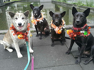 寵物是否傳染武漢肺炎？農委會：尚無證據勿恐慌