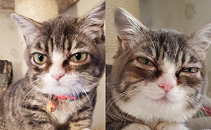 小貓患罕疾幸運找到夢幻家園　憋不住幸福展笑顏：謝謝馬麻～