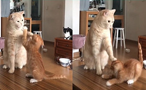 調皮小橘喵狂挑釁　大貓頻頻出掌壓頭：屁孩你還太嫩！
